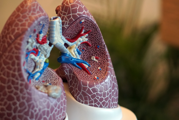 model of lungs